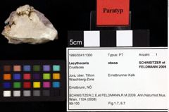 Foto (Objket + Etiketten) von Lecythocaris obesa (Schweitzer & Feldmann, 2009) 